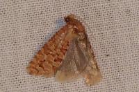 Lozotaeniodes formosana
