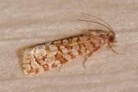 Lozotaeniodes formosana