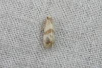 Phalonidia contractana