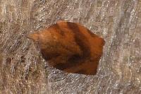 Pandemis heparana