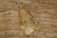 Pandemis cerasana