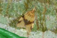 Epagoge grotiana