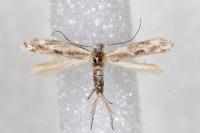 Bucculatrix regaella