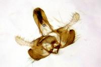 Coleophora trifolii