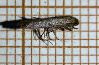 Haplochrois buvati