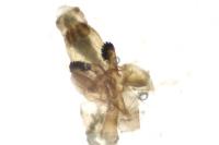 Haplochrois buvati