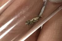 Nemapogon granellus