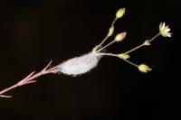 Heterogynis penella
