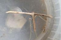 Emmelina monodactyla