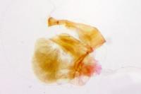 Eteobalea sumptuosella