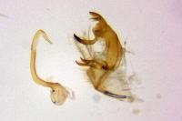 Bryotropha plebejella