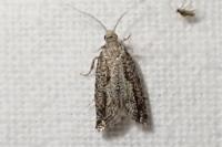 Epinotia granitana