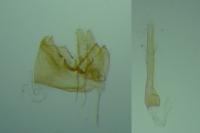 Nemapogon agenjoi