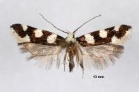 Pseudotelphusa tessella