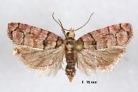Pseudococcyx tessulatana