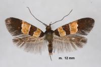 Goidanichiana jourdheuillella