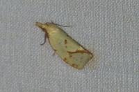 Agapeta hamana