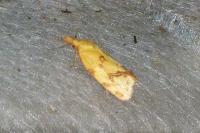 Agapeta hamana
