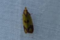 Agapeta zoegana