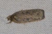 Agonopterix