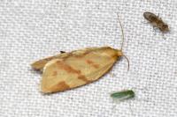 Clepsis pallidana