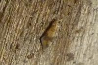 Epagoge grotiana