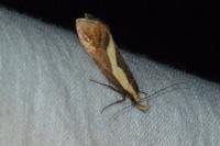 Harpella forficella