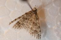 Alucita desmodactyla