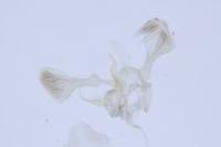 Parornix finitimella