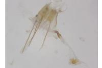 Scythris tenuivittella