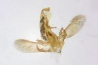 Symmoca orphnella