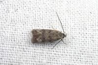 Symmoca orphnella