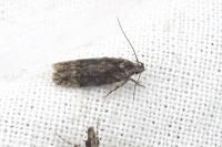 Carpatolechia fugacella