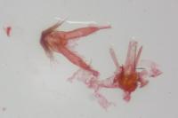 Carpatolechia fugacella