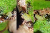 Psychoides verhuella