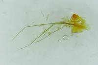 Nemapogon granellus