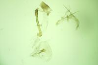 Platyptilia calodactyla