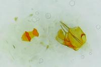 Bryotropha terrella
