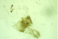 Epinotia fraternana