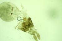 Epinotia fraternana