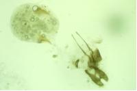 Ancylis geminana