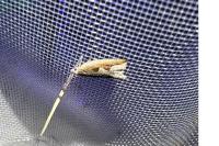 Ancylis geminana
