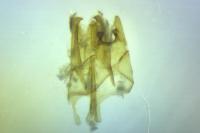 Ateliotum petrinella