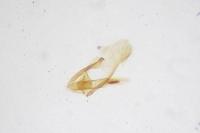 Oegoconia