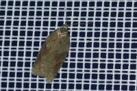 Acleris schalleriana
