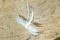 Pterophorus pentadactylus