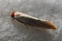 Tinea semifulvella
