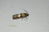 Epiblema graphana