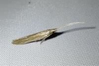 Coleophora