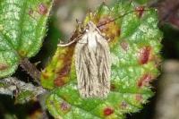 Agonopterix umbellana
